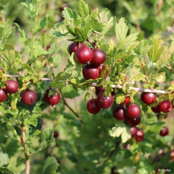 Ribes uva-crispa Crispa Nibbling - Gooseberry