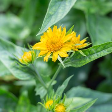 Gaillardia aristata Maxima Aurea