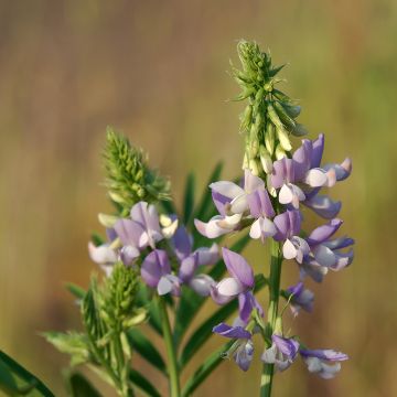 Galega officinalis