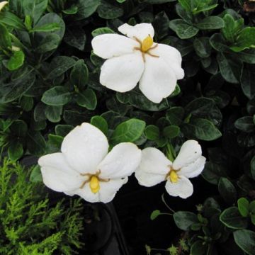 Gardenia jasminoides Kleims Hardy