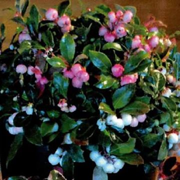 Gaultheria procumbens Color Surprise - American Wintergreen