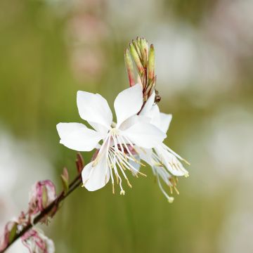 Gaura lindheimeri Blanche - Beeblossom