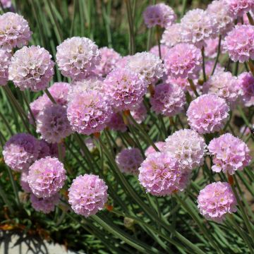 Armeria maritima Rosea - Sea Thrift