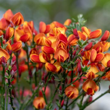 Cytisus scoparius Cytisus Lena