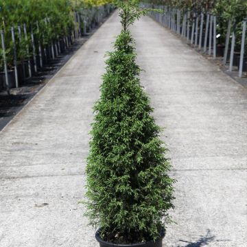 Juniperus communis Pyramidalis