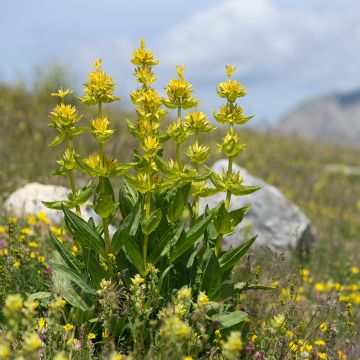 Gentiana lutea