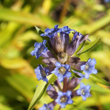 Gentiana dahurica