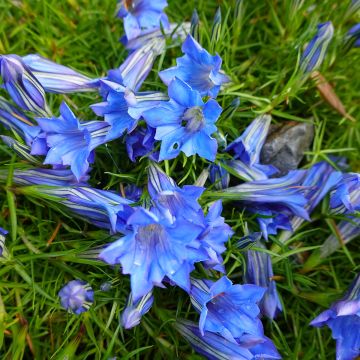 Gentiana sino-ornata