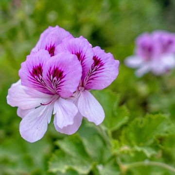 Pelargonium Torrento 