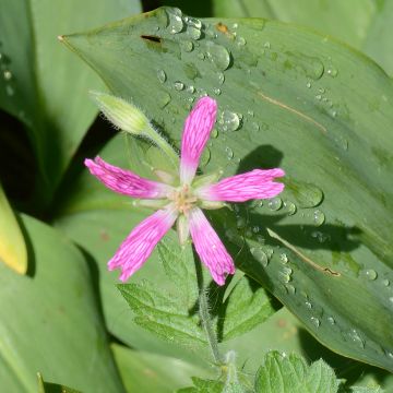 Geranium x oxonianum David McClintock - Cranesbill