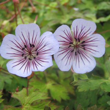 Geranium wallichianum Crystal Lake - Wallich's Cranesbill