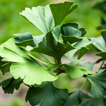 Ginkgo biloba Simon