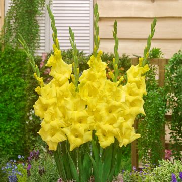 Gladiolus x grandiflorus Luna - Sword Lily