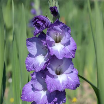 Gladiolus x grandiflorus Nori - Sword Lily