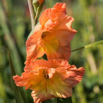 Gladiolus x grandiflorus Olympic Flame - Sword Lily