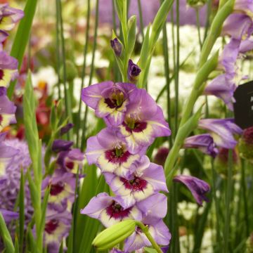 Gladiolus Glamourglad Flevo Cool - Sword Lily