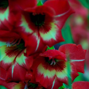 Gladiolus Flevo Vito - Sword Lily