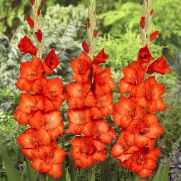 Gladiolus Wig's Sensation - Sword Lily