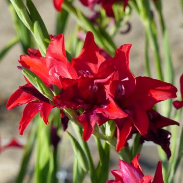 Gladiolus Robinetta - Sword Lily