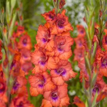 Gladiolus grandiflorus Tricolore - Sword Lily
