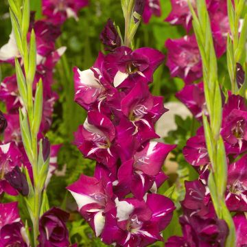 Gladiolus Dared - Sword Lily