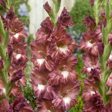 Gladiolus grandiflorus Bossa Nova - Sword Lily