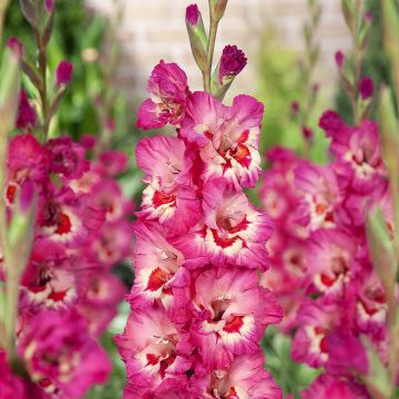 Gladiolus Vandohla - Sword Lily