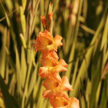 Gladiolus Conca d'Oro - Sword Lily