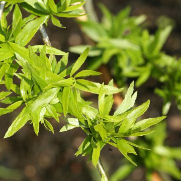 Gleditsia triacanthos Goofy 