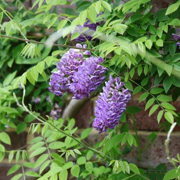 Glycine - Wisteria frutescens Longwood Purple en pot de 4l/5l