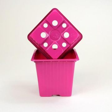 Fuchsia-coloured pots sold in packs of 30