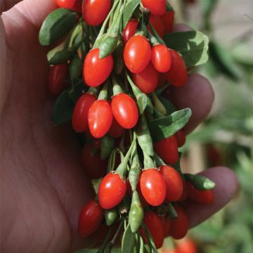 Lycium barbarum Big Lifeberry