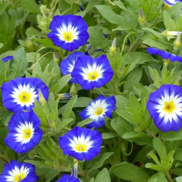 Seed of Blue Morning Glory - Convolvulus tricolor Royal Ensign