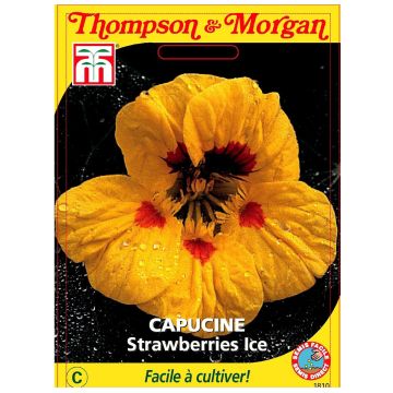 Tropaeolum Strawberries Ice - Dwarf Nasturtium Seeds