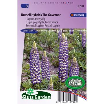 Lupinus The Governor - Perennial Russell Lupin Seeds