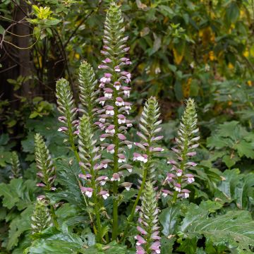 Acanthus mollis (seeds)