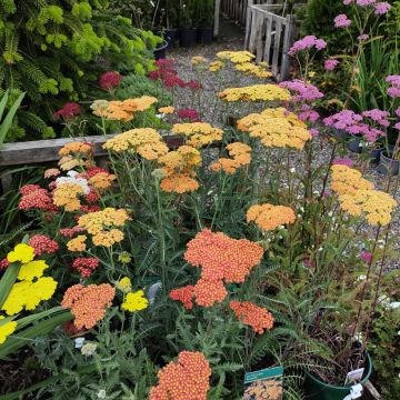 Achillée millefeuille Summer Pastels F2 en mélange - Achillea millefolium