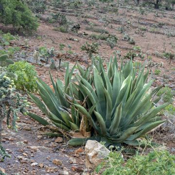 Agave salmiana seeds