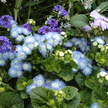 Ageratum houstonianum Bavaria seeds - Mexican paintbrush