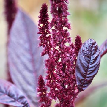 Amaranthus cruentus Velvet Curtains Seeds