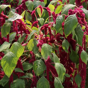 Amaranthus caudatus Red Cascade Seeds - Love-Lies-Bleeding