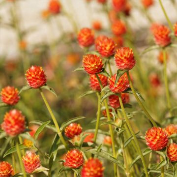 Gomphrena haageana Orange seeds - Rio Grande globe amaranth