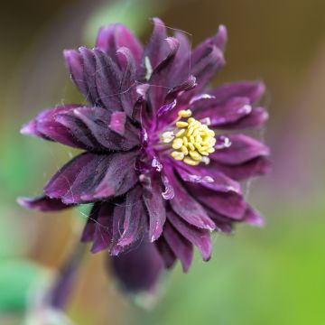 Aquilegia Miss M. I. Huish Seeds - Columbine