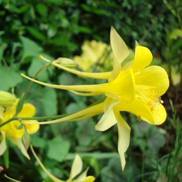 Aquilegia chrysantha Yellow Queen seeds - Columbine