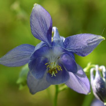 Aquilegia vulgaris 