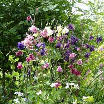 Aquilegia Granny’s Bonnets Mix - Columbine seeds