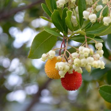 Arbutus unedo seeds - Strawberry tree
