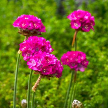 Armeria maritima Splendens Seeds - Sea Drift