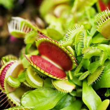 Dionaea muscipula seeds - Venus flytrap