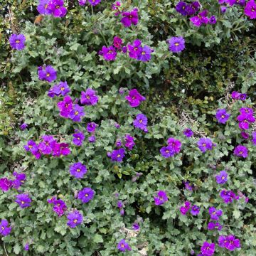 Aubrieta Purple Cascade - Rock Cress